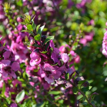 Angelonia angustifolia Archangel™ '' (062670)