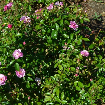 Rosa Thrive!® 'Lavender' (062677)