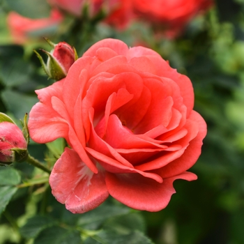 Rosa 'Coral Drift®' (062680)