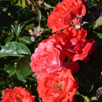 Rosa 'Coral Drift®' (062681)