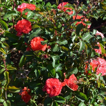 Rosa 'Coral Drift®' (062683)