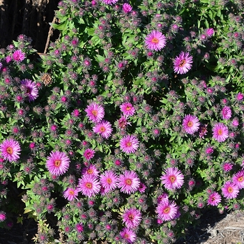 Aster novae-angliae 'Vibrant Dome' (062695)