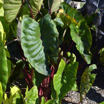 Colocasia esculenta Royal Hawaiian® 'Hawaiian Punch' (062698)