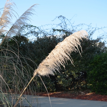 Cortaderia selloana 'Ivory Feathers®' (062704)