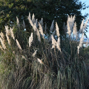 Cortaderia selloana 'Ivory Feathers®' (062705)