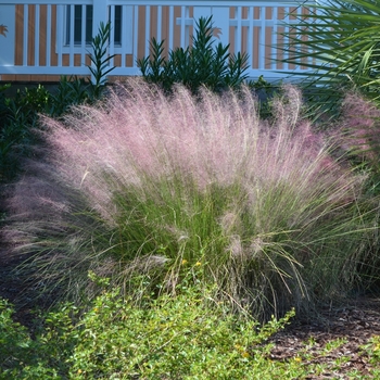 Muhlenbergia capillaris '' (062717)