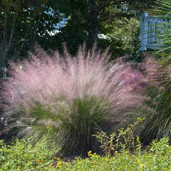 Muhlenbergia capillaris '' (062718)