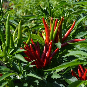 Capsicum annuum 'Poinsettia' (062725)