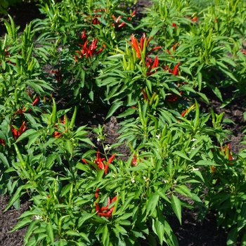 Capsicum annuum 'Poinsettia' (062726)