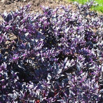 Capsicum annuum 'Purple Flash' (062738)