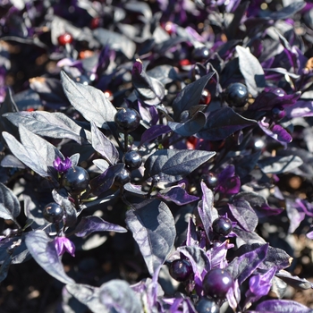 Capsicum annuum 'Purple Flash' (062739)