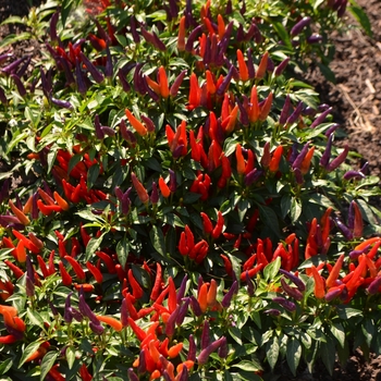 Capsicum annuum 'Sangria' (062742)