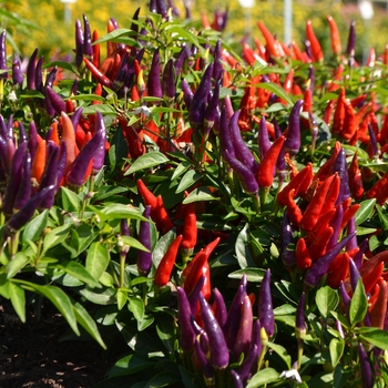 Capsicum annuum 'Sangria' (062743)