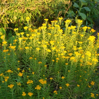 Tagetes lucida '' (062756)