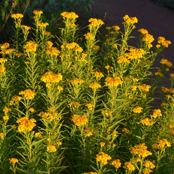 Tagetes lucida '' (062758)