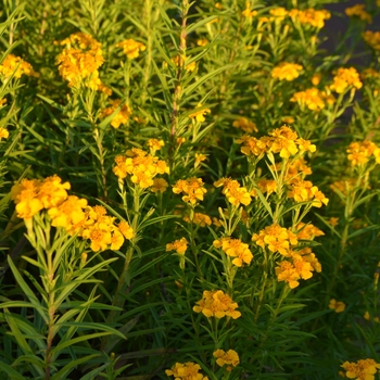 Tagetes lucida '' (062759)