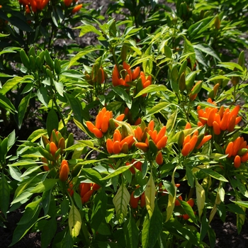 Capsicum annuum 'Starburst' (062760)