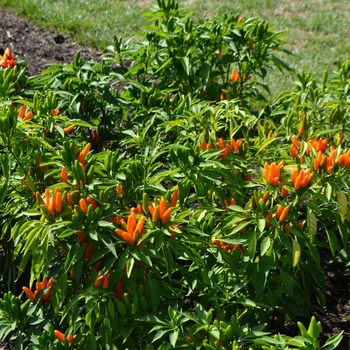 Capsicum annuum 'Starburst' (062762)