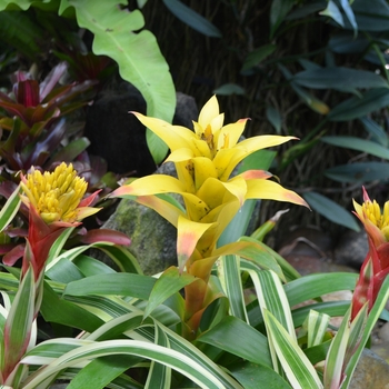 Guzmania 'Fool's Gold' (062766)