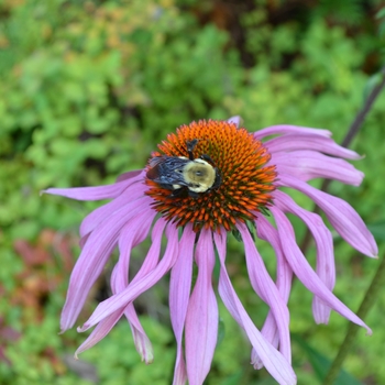 Echinacea purpurea '' (062767)