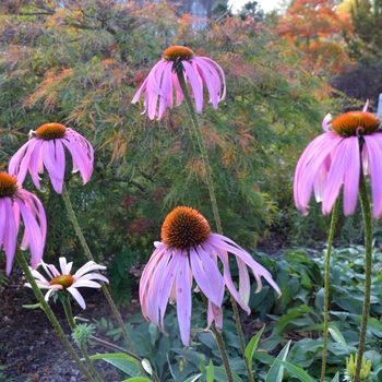 Echinacea purpurea '' (062770)