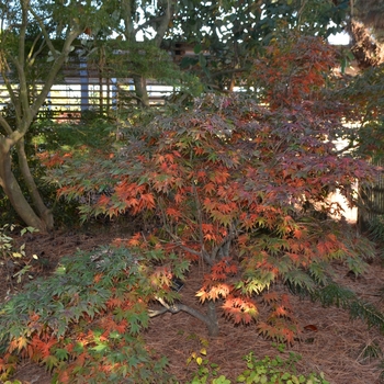 Acer palmatum 'Oregon Sunset' (062781)