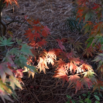 Acer palmatum 'Oregon Sunset' (062782)