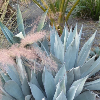 Agave applanata '' (062784)