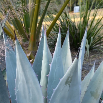 Agave applanata '' (062786)