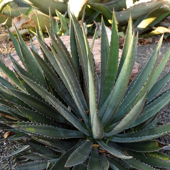 Agave funkiana 'Blue Haze' (062788)