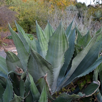 Agave salmiana 'Crazy Horse' (062808)