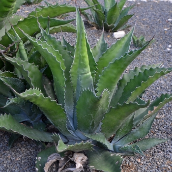 Agave salmiana var. ferox 'Logan Calhoun' (062811)