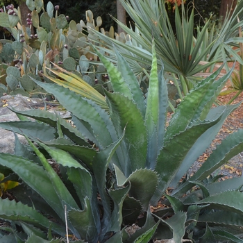 Agave salmiana var. ferox 'Bellville' (062829)