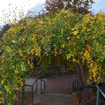 Celtis sinensis 'Green Cascade' (062836)