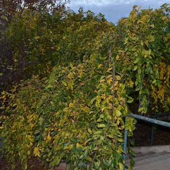 Celtis sinensis 'Green Cascade' (062837)