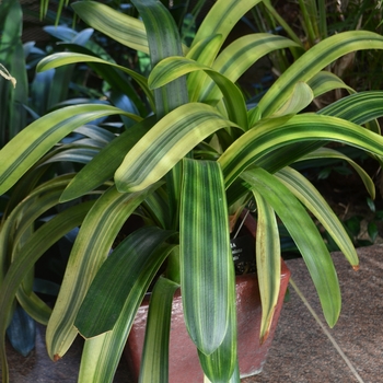 Clivia miniata 'Variegata' (062864)