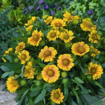 Gaillardia aristata 'Arizona Apricot' (062871)