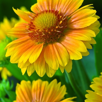 Gaillardia aristata 'Arizona Apricot' (062872)