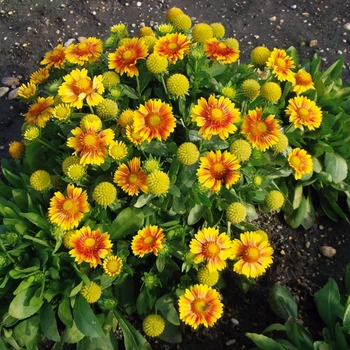 Gaillardia aristata 'Arizona Apricot' (062873)