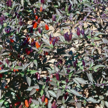 Capsicum annuum 'Black Olive' (062874)