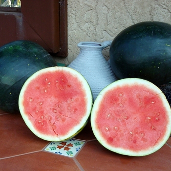 Citrullus lanatus 'Harvest Moon' (062889)