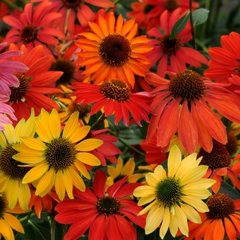 Echinacea 'Cheyenne Spirit' (062892)