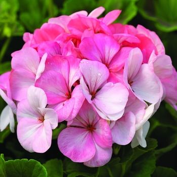 Pelargonium x hortorum Pinto™ Premium 'White to Rose' (062897)