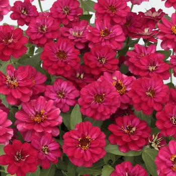 Zinnia Profusion 'Double Hot Cherry' (062902)