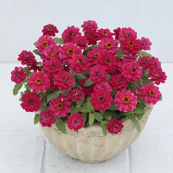 Zinnia Profusion 'Double Hot Cherry' (062904)