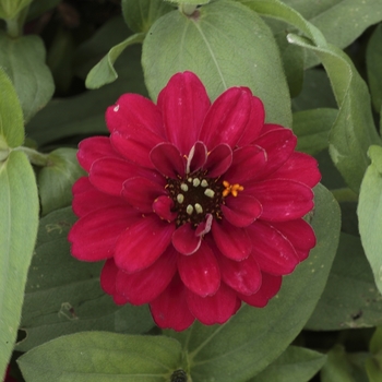 Zinnia Profusion 'Double Hot Cherry' (062906)