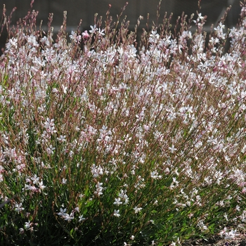 Gaura lindheimeri 'Sparkle White' (062910)