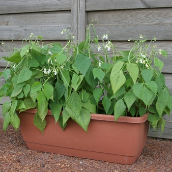 Phaseolus vulgaris 'Mascotte' (062912)