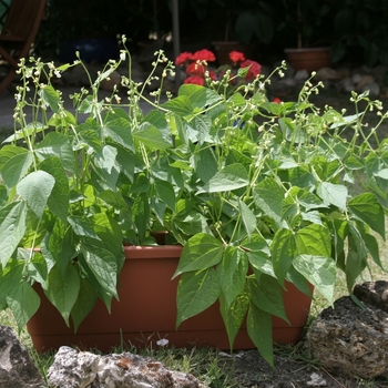 Phaseolus vulgaris 'Mascotte' (062914)