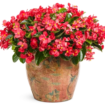 Begonia benariensis Surefire® '' (062922)